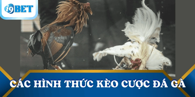 Đá gà Campuchia trực tuyến tại i9bet: Kênh giải trí đỉnh cao không thể bỏ qua 3 cac-keo-cuoc-da-ga-Campuchia