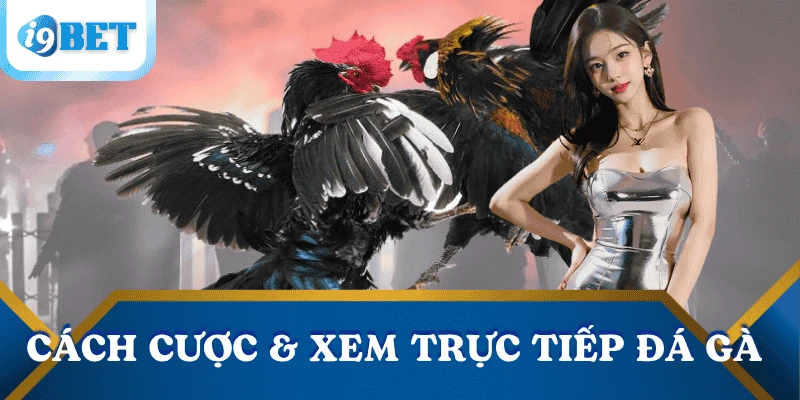 Trực tiếp đá gà tại I9BET- Chất lượng đỉnh cao, kèo siêu đa dạng 3 cach-cuoc-truc-tiep-da-ga-i9bet