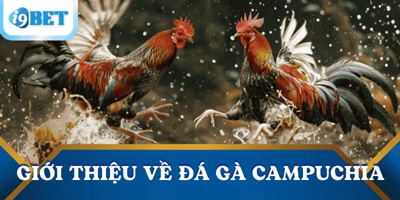 Đá gà Campuchia trực tuyến tại i9bet: Kênh giải trí đỉnh cao không thể bỏ qua 2 gioi-thieu-da-ga-Campuchia