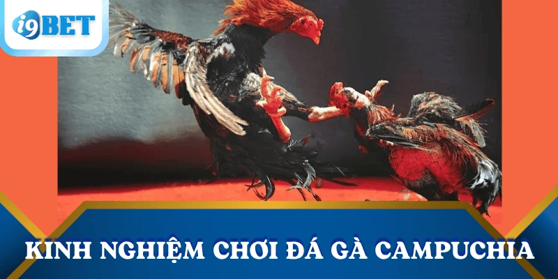 Đá gà Campuchia trực tuyến tại i9bet: Kênh giải trí đỉnh cao không thể bỏ qua 4 kinh-nghiem-cuoc-da-ga-Campuchia
