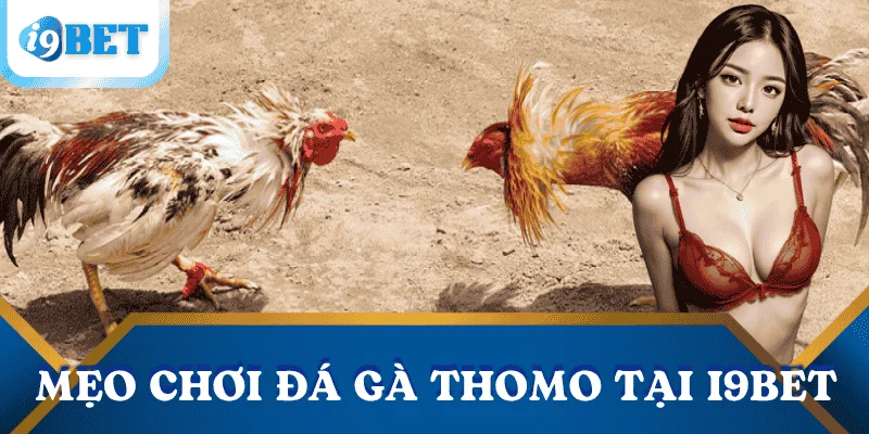 Đá gà Thomo tại I9BET: Sát phạt nghẹt thở – cược đâu thắng đó 3 kinh-nghiem-da-ga-Thomo