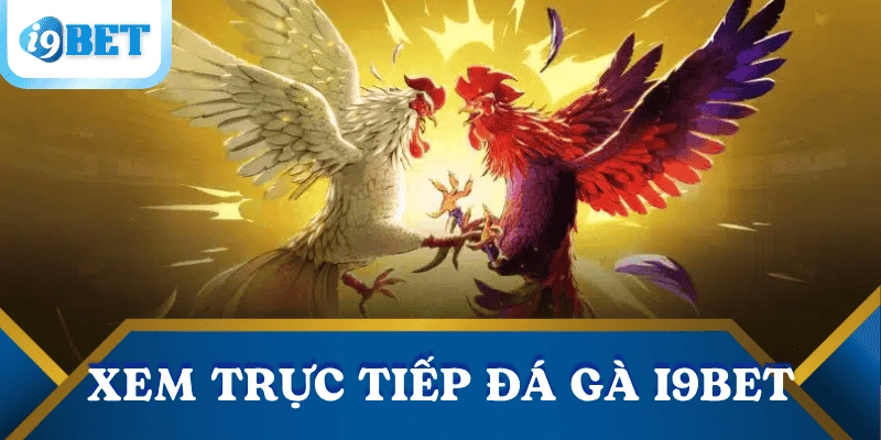 Trực tiếp đá gà tại I9BET- Chất lượng đỉnh cao, kèo siêu đa dạng 2 uu-diem-truc-tiep-da-ga-i9bet